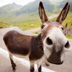 Profile picture of Stephen Bromell